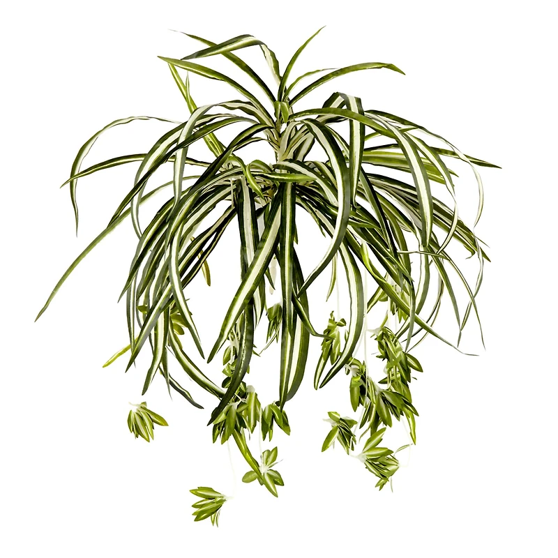 12 Pack: Light Green Variegated Spider Bush by Ashland®