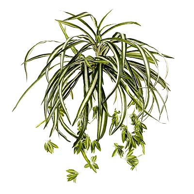 12 Pack: Light Green Variegated Spider Bush by Ashland®