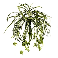 12 Pack: Light Green Variegated Spider Bush by Ashland®
