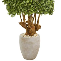 3ft. Boxwood Topiary Tree in Sandstone Planter