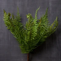 8 Pack: Green Boston Fern Bush by Ashland®
