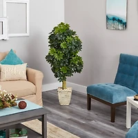 5ft. Umbrella Tree in Country White Planter