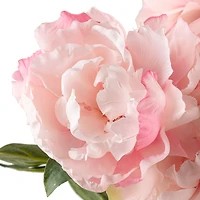 Pink Peony Bush by Ashland®