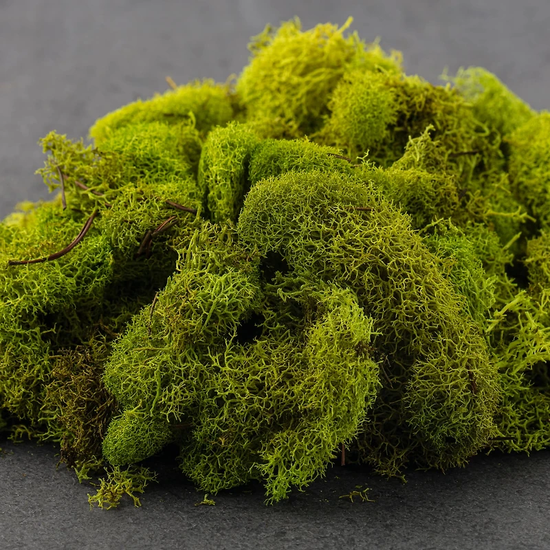 12 Pack: Reindeer Moss by Ashland®