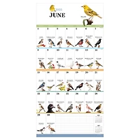 TF Publishing 2025 Birds: Backyard & Beyond Wall Calendar