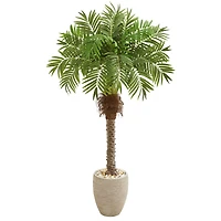 5.5ft. Robellini Palm Tree in Sandstone Planter