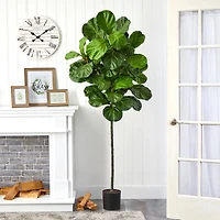 6.5ft. Potted Fiddle Leaf Tree