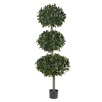 6ft. Potted Sweet Bay Triple Ball Tree