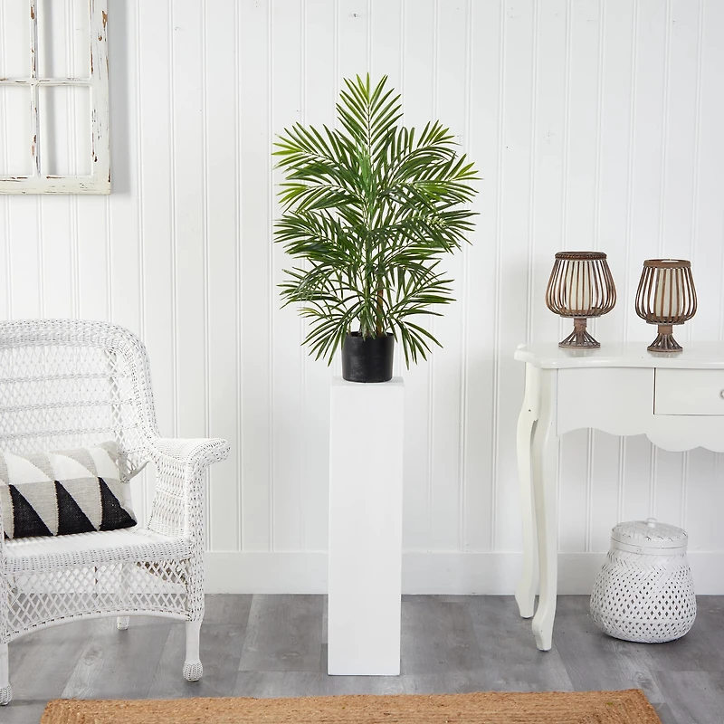 2.5ft. Potted Areca Palm