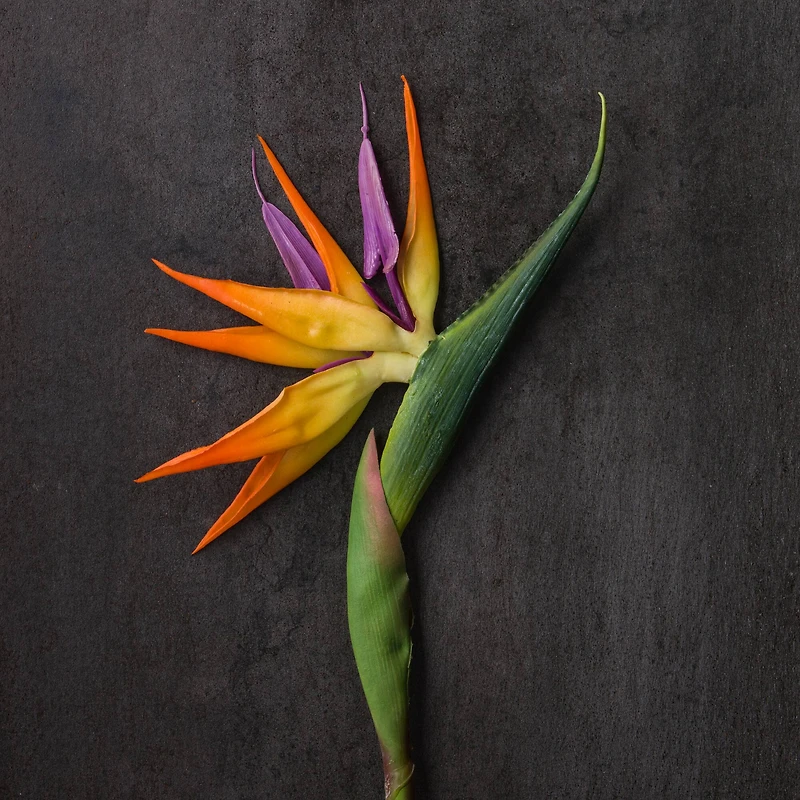 Tropical Bird of Paradise Stem by Ashland® 