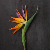 Tropical Bird of Paradise Stem by Ashland® 