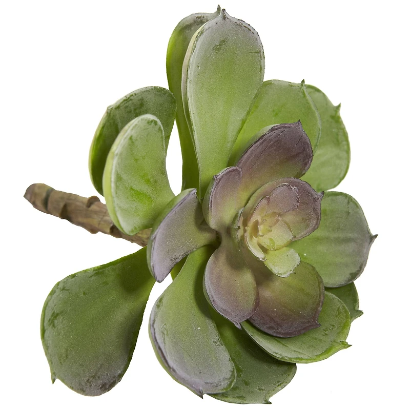Green Echeveria Succulent Pick, 12ct.