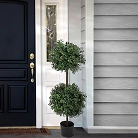 46" Boxwood Double Ball Topiary in Nursery Pot