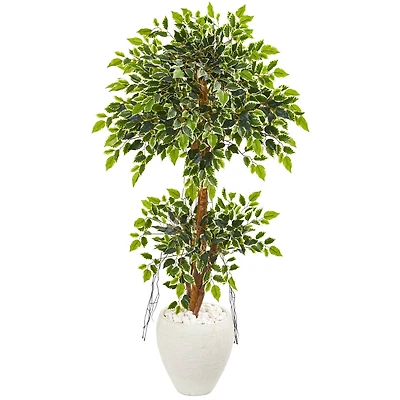 5ft. Variegated Ficus Tree in White Planter