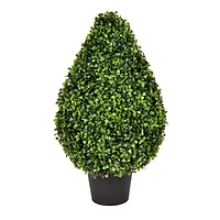 2ft. Potted Boxwood Teardrop Shaped Bush