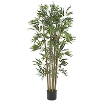 4ft. Potted Bambusa Bamboo Tree