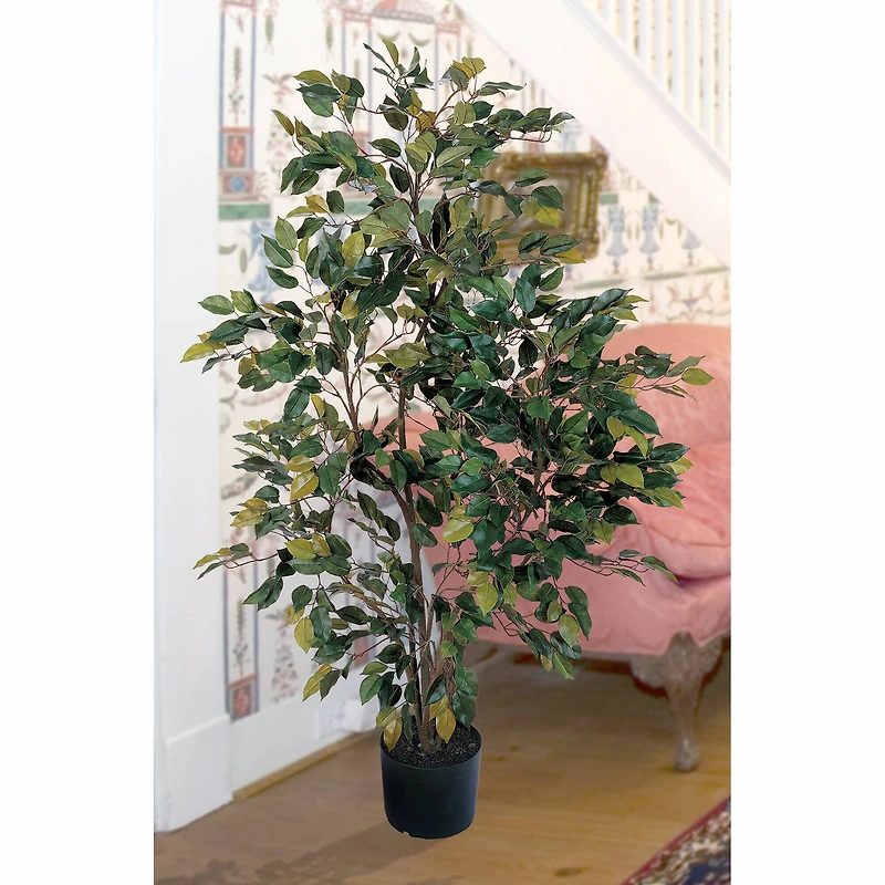 4ft. Potted Ficus Tree