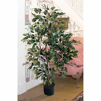4ft. Potted Ficus Tree