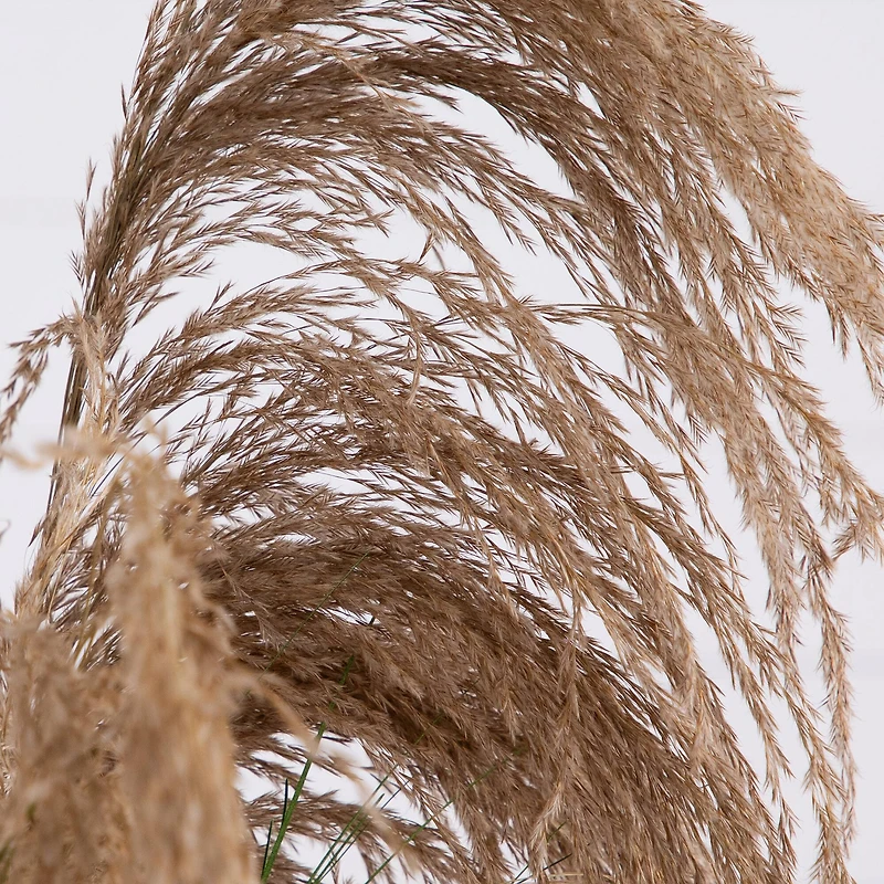 4ft. Green & Brown Artificial Pampas Grass in Black Pot