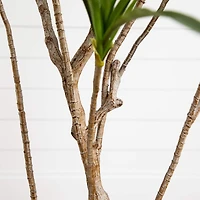 6ft. Potted Dracaena Tree