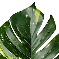 Monstera Leaf Stem by Ashland®