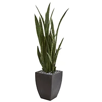 4.5ft. Snake Plant in Decorative Black Planter