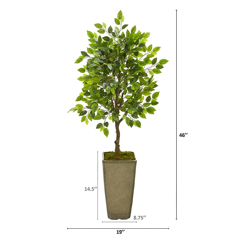 4ft. Ficus Tree in Green Planter