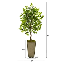 4ft. Ficus Tree in Green Planter