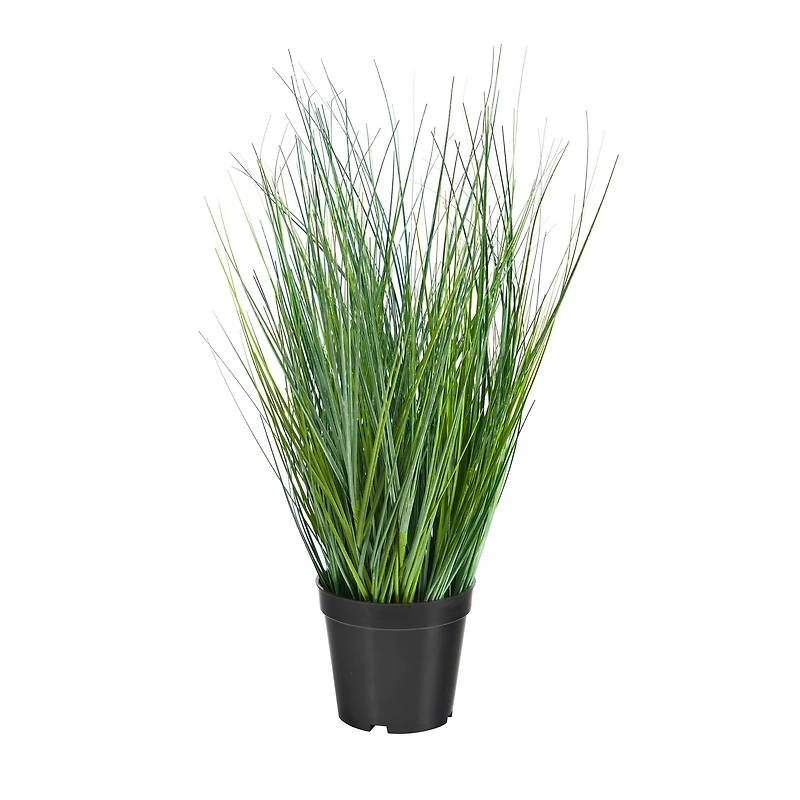21" Potted Onion Grass Plant