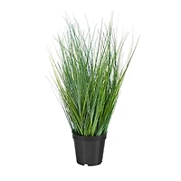21" Potted Onion Grass Plant