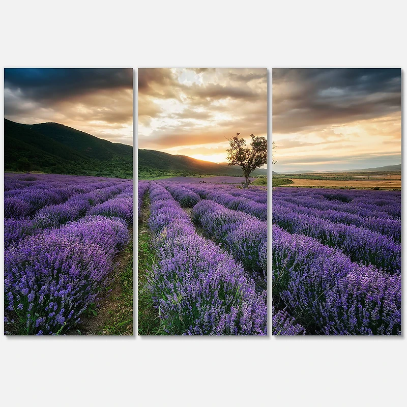 Designart - Sunrise & Dramatic Clouds Over Lavender Field VII