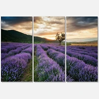 Designart - Sunrise & Dramatic Clouds Over Lavender Field VII