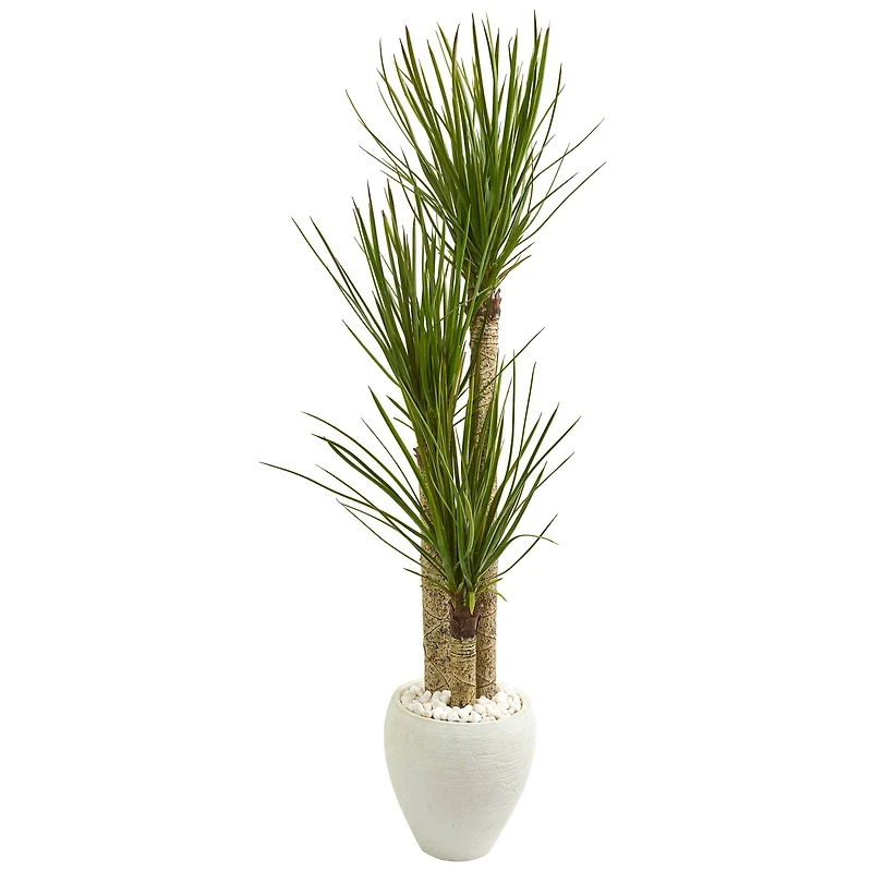 5.5ft. Yucca Tree with White Planter