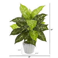 19" Dumb Cane in White Vase Set