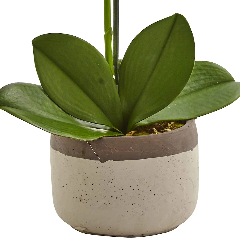 19" White Orchid in Ceramic Pot