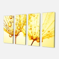 Designart - Dandelion Seeds with Water Drops