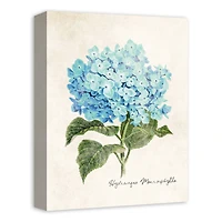 Hydrangea Illustration 12" x 16" Canvas Wall Art