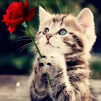 Sparkly Selections Beginner Kitten with a Rose Diamond Painting Kit, Round Diamonds