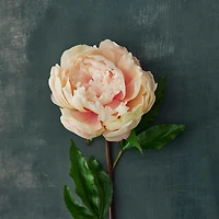 12 Pack: Peach King Peony Stem by Ashland®