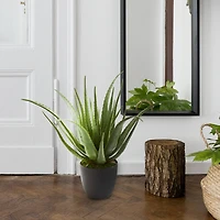 2ft. Potted Aloe Plant