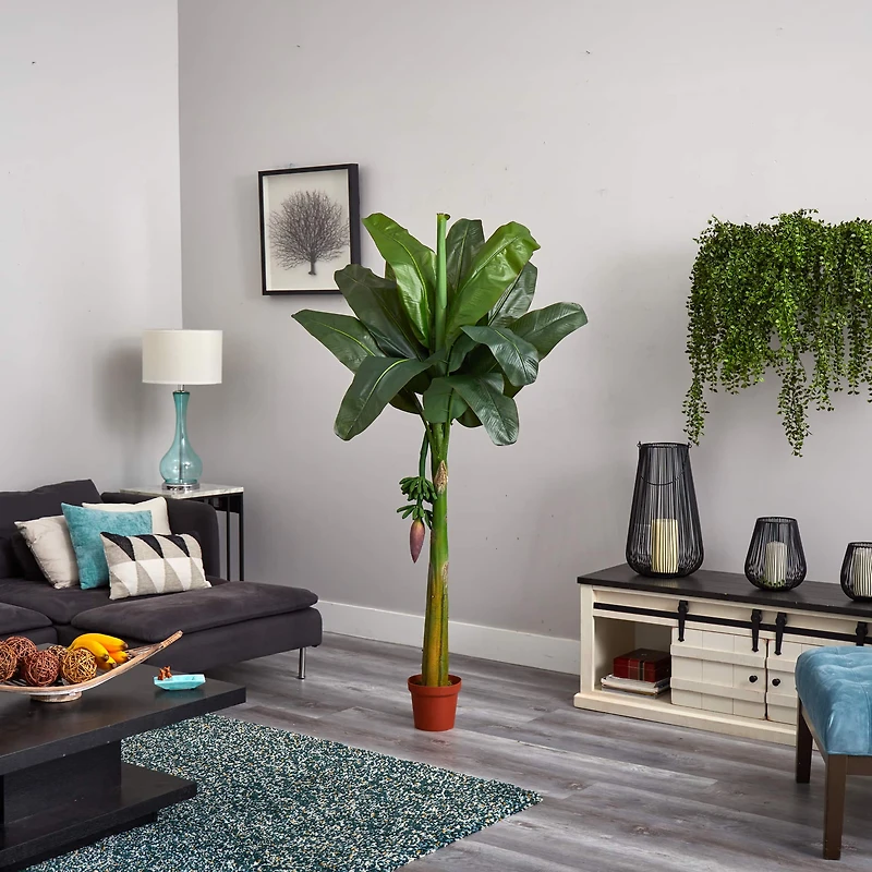 6ft. Potted Banana Tree