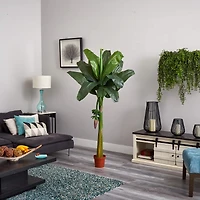 6ft. Potted Banana Tree