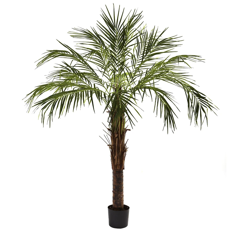 6ft. Potted Robellini Palm Tree