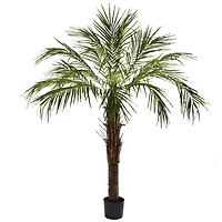 6ft. Potted Robellini Palm Tree