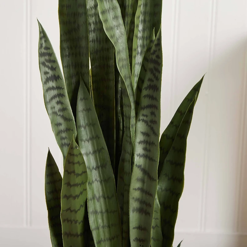 4.25ft. Sansevieria Plant in White Planter 
