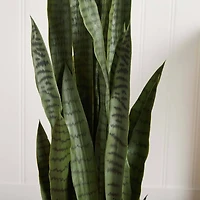 4.25ft. Sansevieria Plant in White Planter 