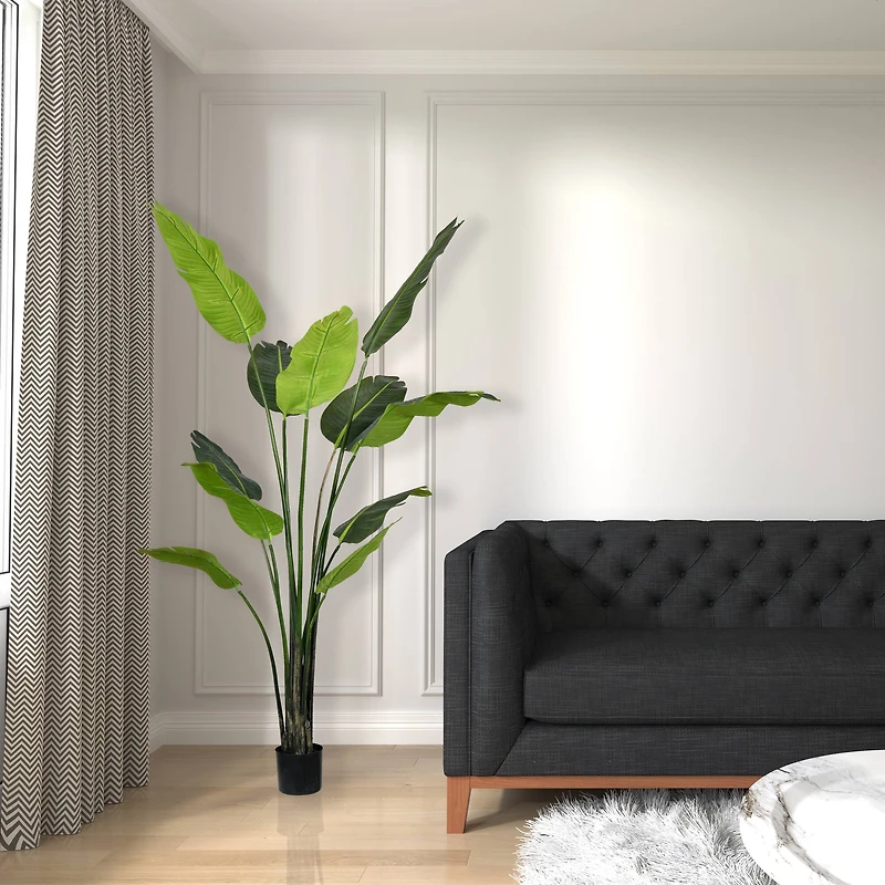 6ft. Potted Travellers Palm Tree