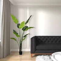 6ft. Potted Travellers Palm Tree