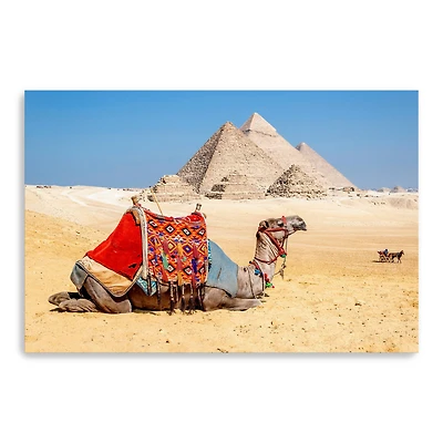Camel Resting by the Pyramids, Giza