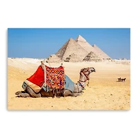 Camel Resting by the Pyramids, Giza